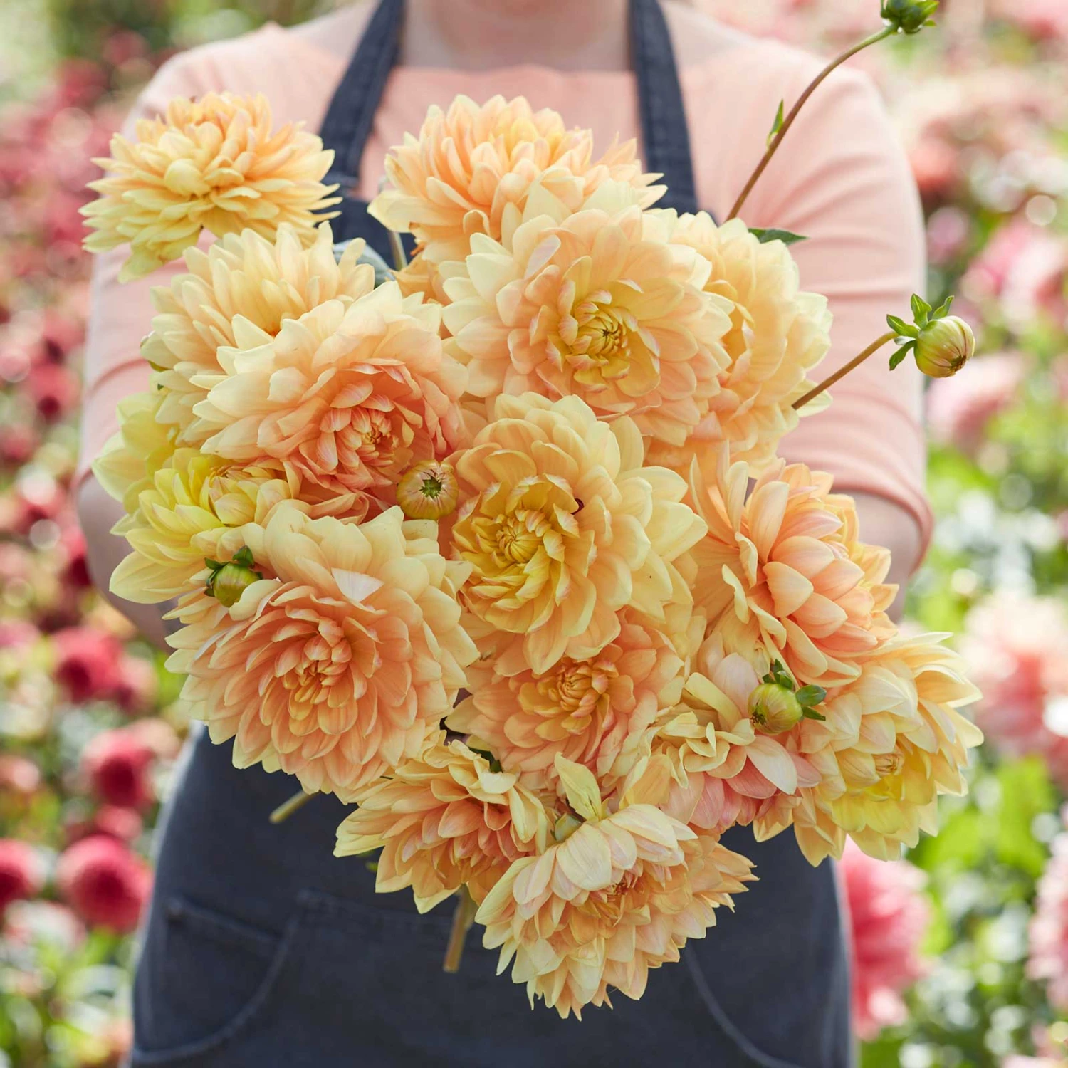 Dahlia Tubers (Decorative) - Rancho 1 Dahlia Tubers (Decorative) - Rancho