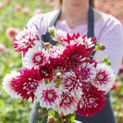 Rebecca's World Decorative Dahlia Tubers - Unique Crimson & White Blooms