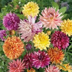 Dahlia Tubers - Rembrandt Mix