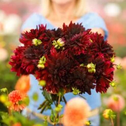 Rip City Decorative Dahlia Tubers - Deep Red Perennial Garden Blooms