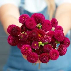 Rocco Purple Pompon Dahlia Tubers - Long-Blooming Miniature Perennial