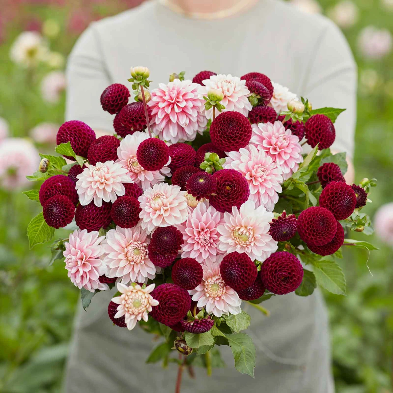 Scarlet Blush Duo Dahlia Tubers - Wine & Pink Cut Flower Mix 1 Scarlet Blush Duo Dahlia Tubers - Wine & Pink Cut Flower Mix
