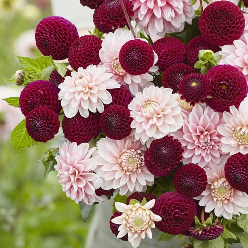 Scarlet Blush Duo Dahlia Tubers - Wine & Pink Cut Flower Mix 2 Scarlet Blush Duo Dahlia Tubers - Wine & Pink Cut Flower Mix - Image 2