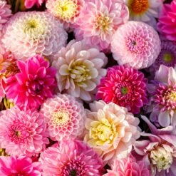Dahlia Tubers (Ball & Decorative) - Shirley Mix