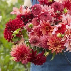 Dahlia Tubers - Strawberry Fields Mix -Eden Brothers Shop dahlia strawberry fields mix rit 4