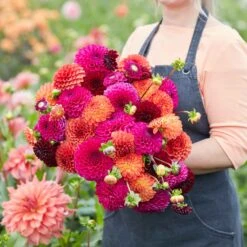 Premium Sugar Puff Dahlia Tuber Mix - Vibrant Ball Blooms for Bouquets