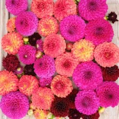 Premium Sugar Puff Dahlia Tuber Mix - Vibrant Ball Blooms for Bouquets -Eden Brothers Shop dahlia sugar puff mix rit 3