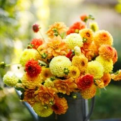Vibrant Sunny Mix Dahlia Tubers - Premium Ball & Decorative Blooms