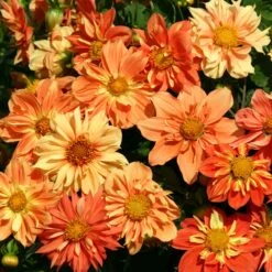 Dahlia Seeds - Sunny Reggae