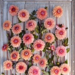 Premium Sweet Sanne Decorative Dahlia Tubers for Summer & Fall Gardens -Eden Brothers Shop dahlia sweet sane rit 2