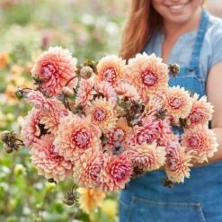 Premium Sweet Sanne Decorative Dahlia Tubers for Summer & Fall Gardens