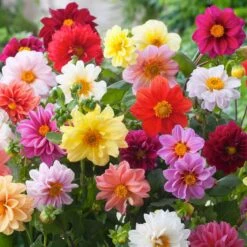 Dahlia Seeds - Unwins Bedding Mix
