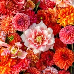 Dahlia Tubers (Ball & Dinnerplate) - Victoria Garden Mix