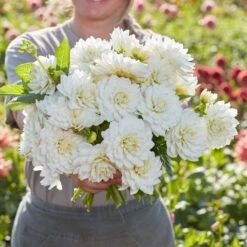 White Swan Decorative Dahlia Tubers for Elegant Gardens and Bouquets