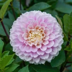Dahlia Tubers - Wizard Of Oz