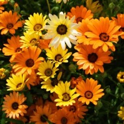 Daisy Seeds (African) - Mixed