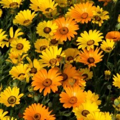 Daisy Seeds (African) - Mixed -Eden Brothers Shop daisy african mixed shk 3