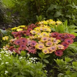 Cape Daisy Seeds Akila Hawaii Sunset Mix - Vibrant African Daisies