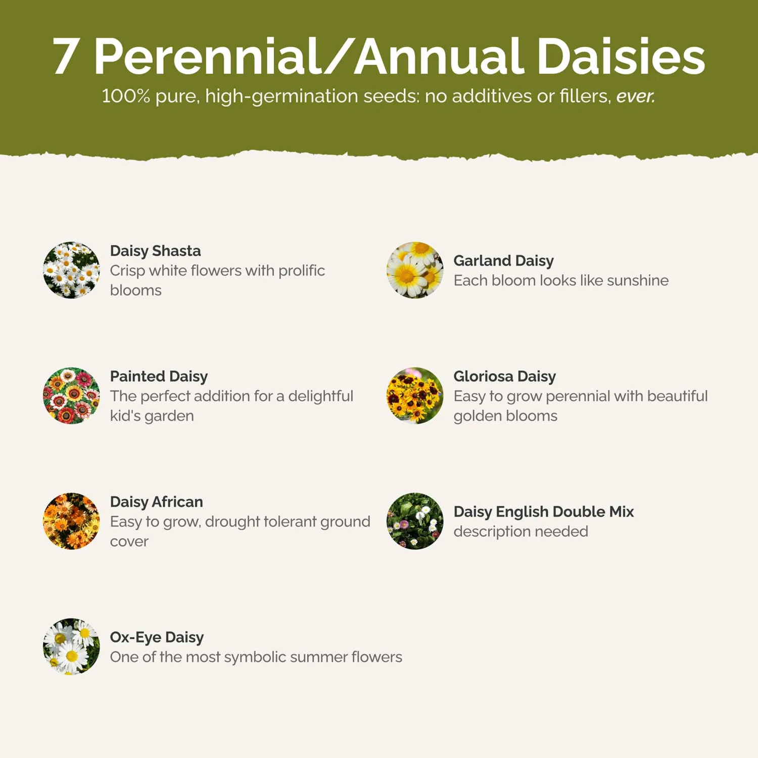 Vibrant Daisy Flower Seed Mix - Premium Wildflower Garden Blend 3 Vibrant Daisy Flower Seed Mix - Premium Wildflower Garden Blend - Image 3