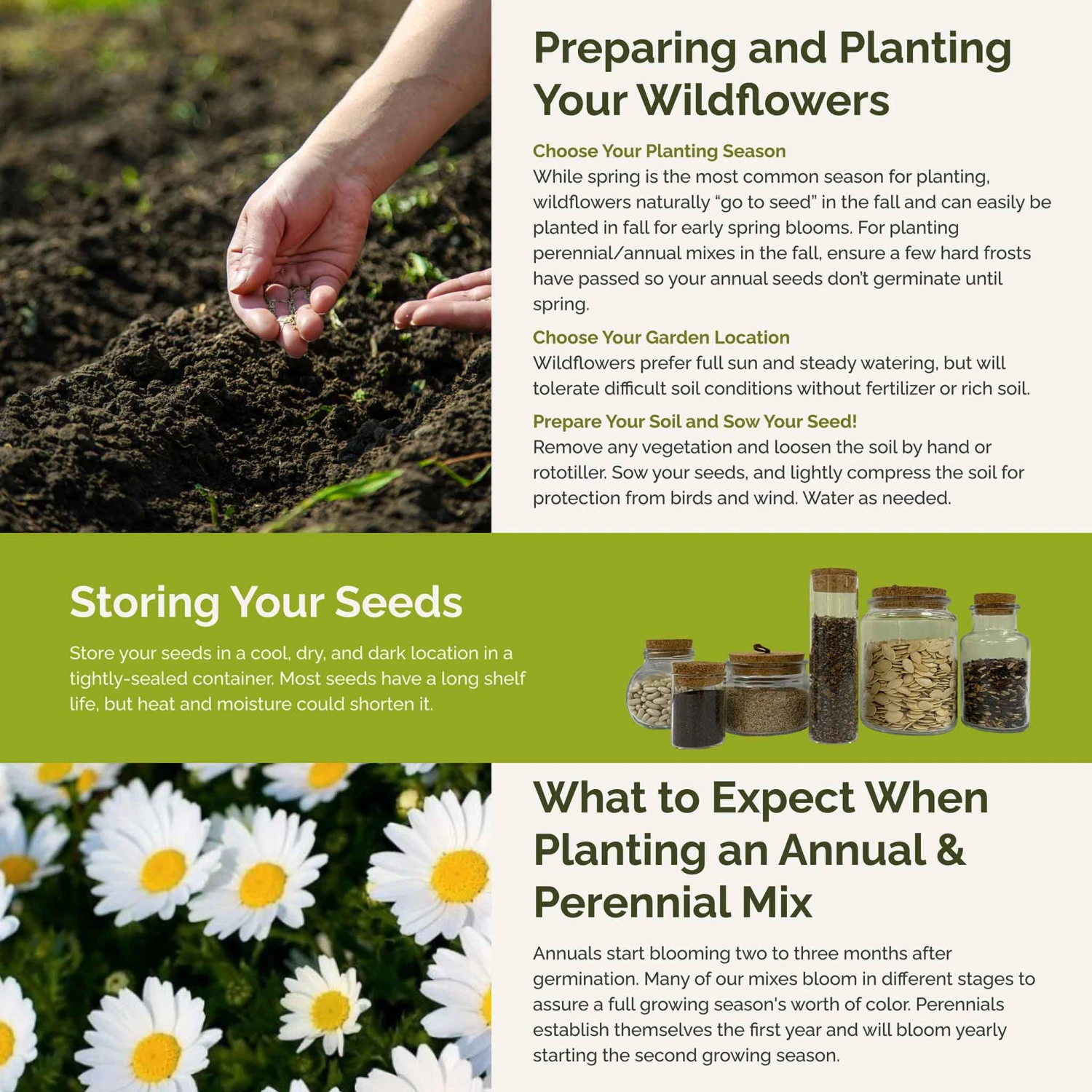 Vibrant Daisy Flower Seed Mix - Premium Wildflower Garden Blend 4 Vibrant Daisy Flower Seed Mix - Premium Wildflower Garden Blend - Image 4