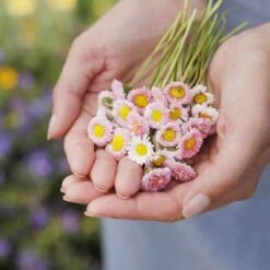 Pomponette Mix English Daisy Seeds - Vibrant Pink and White Ground Cover