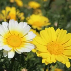 Daisy Seeds - Garland Double Mix 5 Daisy Seeds - Garland Double Mix -Eden Brothers Shop daisy garland double mix shk 3