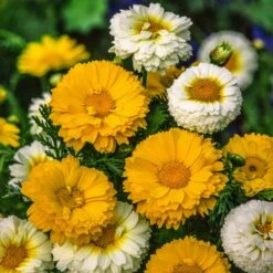 Daisy Seeds - Garland Double Mix