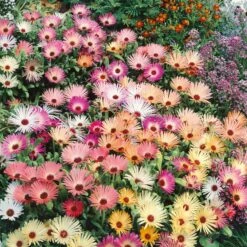 Daisy Seeds (Ice Plant) - Livingstone Pastel Mix