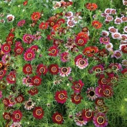 Vibrant Flame Painted Daisy Seeds - Red, Yellow, & Orange Mix