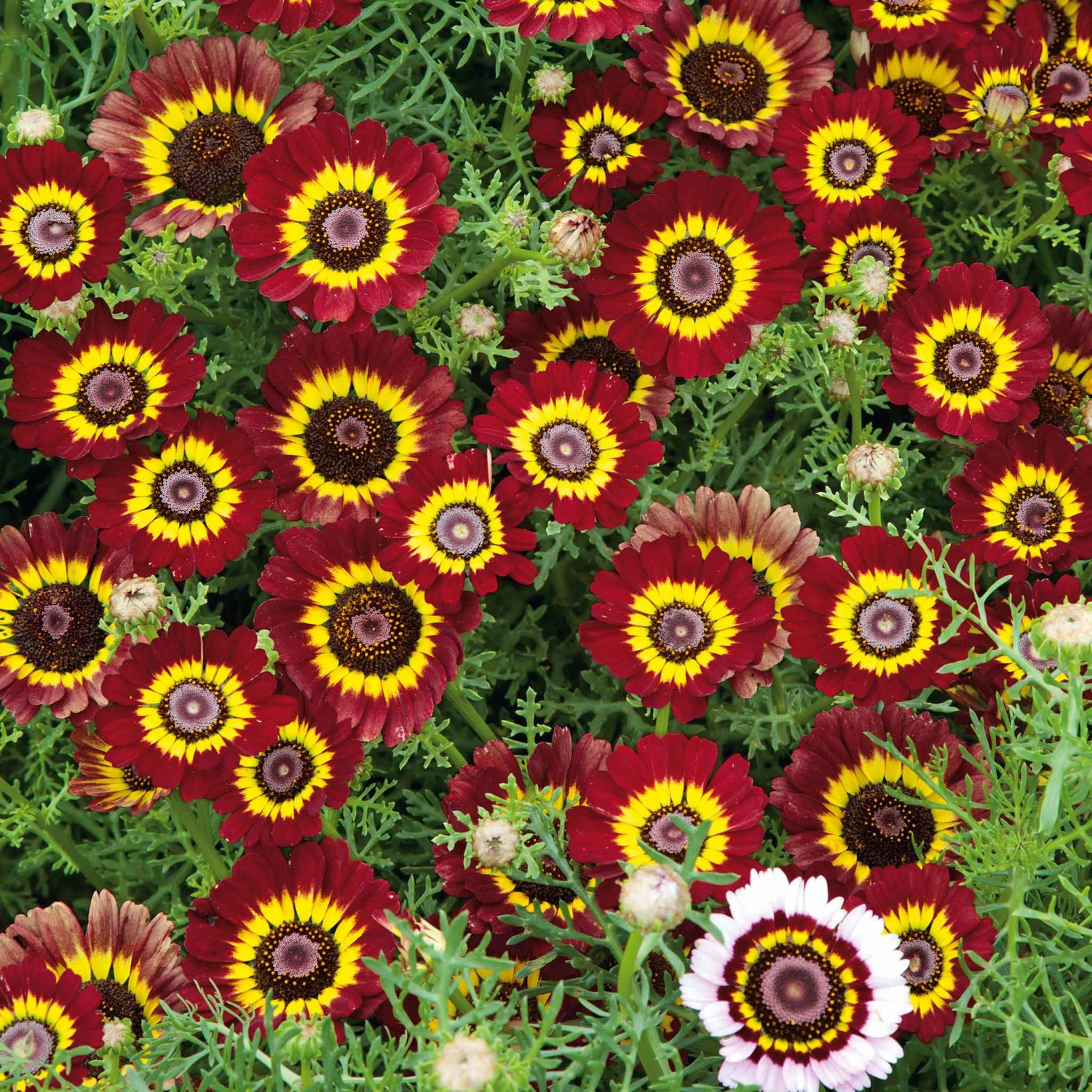 Vibrant Flame Painted Daisy Seeds - Red, Yellow, & Orange Mix 2 Vibrant Flame Painted Daisy Seeds - Red, Yellow, & Orange Mix - Image 2