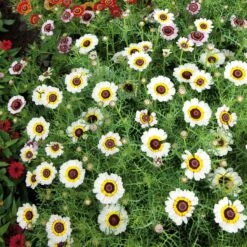Polar Star Painted Daisy Seeds - Showy White and Yellow Annual Flowers
