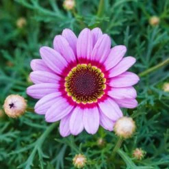 Daisy Seeds (Painted) - Rainbow Mix -Eden Brothers Shop daisy painted rainbow mix shk 4