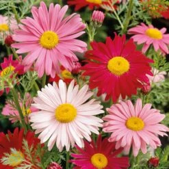 Daisy Seeds (Painted) - Robinsons Giant Mix