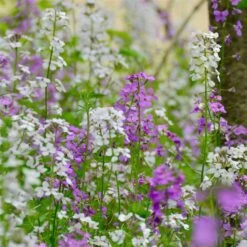 Dames Rocket Seeds - Mixed Colors -Eden Brothers Shop dames rocket mix shk 3