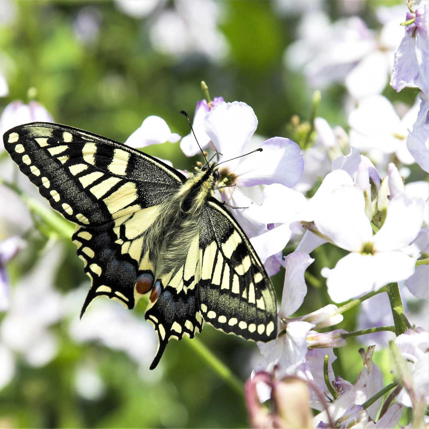 Dames Rocket Seeds - White 2 Dames Rocket Seeds - White - Image 2