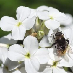 Dames Rocket Seeds - White 6 Dames Rocket Seeds - White -Eden Brothers Shop dames rocket white shk 3