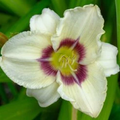 Fragrant Reblooming Daylily Root Mix - Vibrant Perennial Garden Collection -Eden Brothers Shop daylily fragrant rebloomer mix shk 4