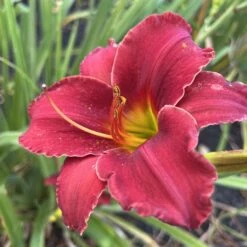 Fragrant Reblooming Daylily Root Mix - Vibrant Perennial Garden Collection -Eden Brothers Shop daylily fragrant rebloomer mix shk 5