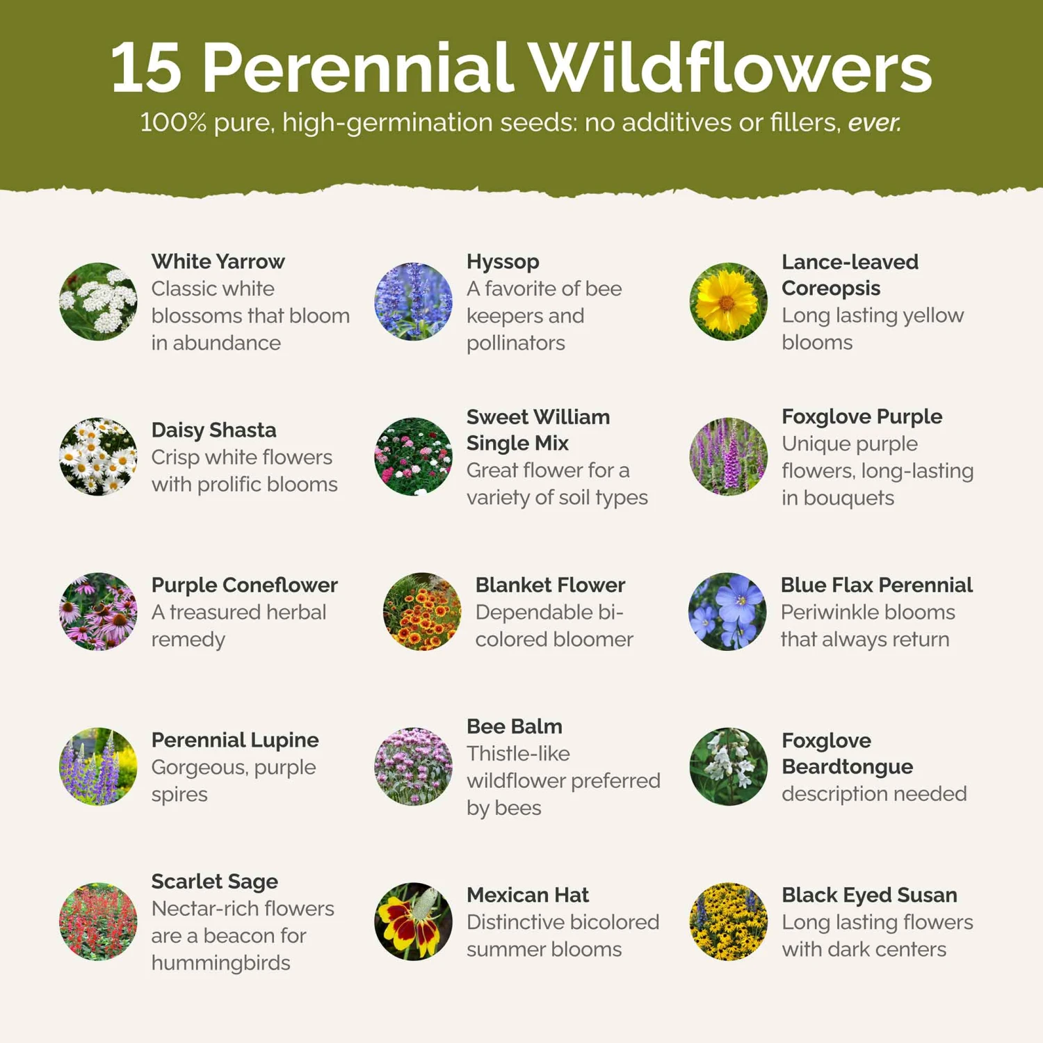 Deer Resistant All Perennial Wildflower Seed Mix 3 Deer Resistant All Perennial Wildflower Seed Mix - Image 3