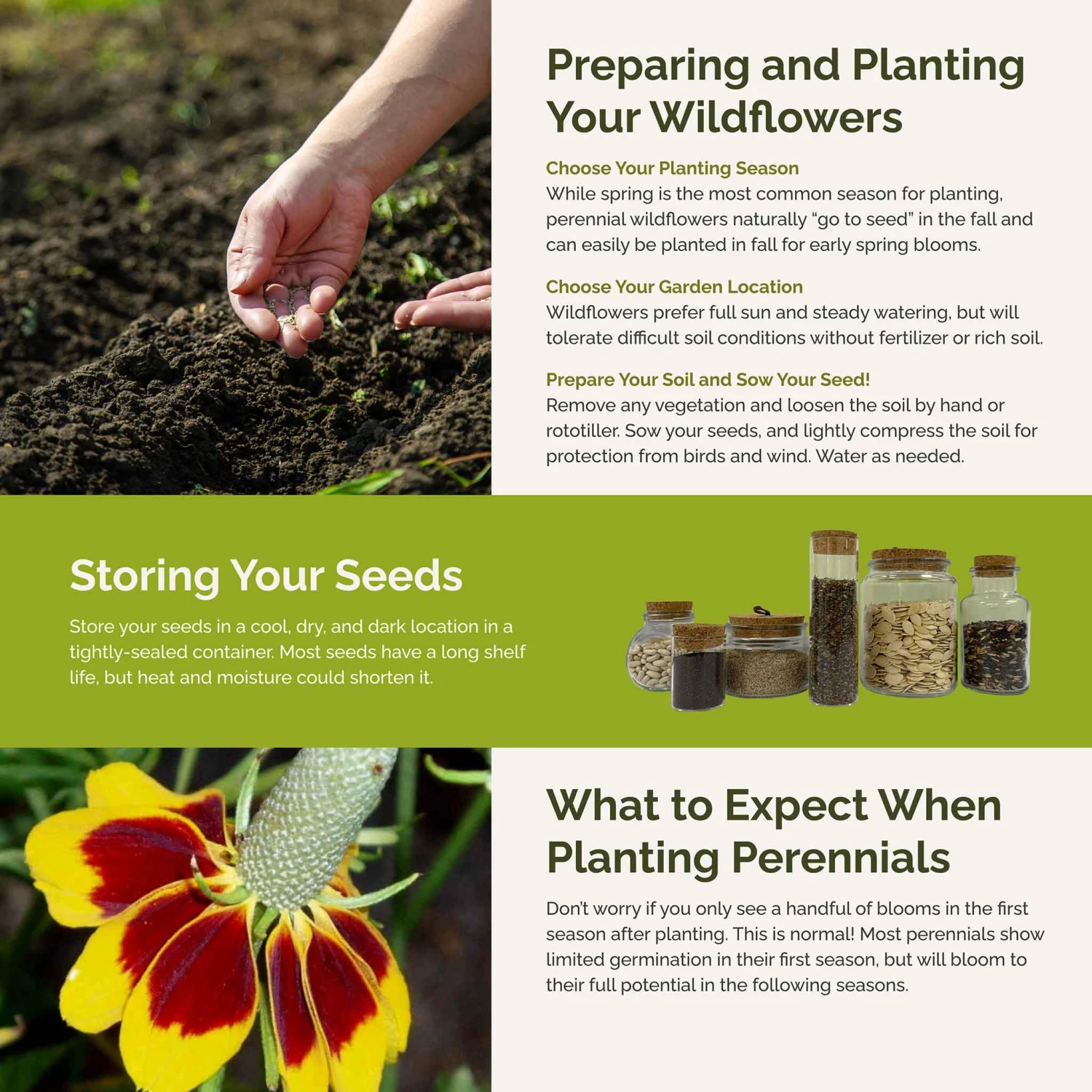 Deer Resistant All Perennial Wildflower Seed Mix 4 Deer Resistant All Perennial Wildflower Seed Mix - Image 4