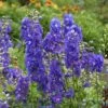 Delphinium Seeds - Dasante Blue Rare Cobalt Perennial Flower Spikes