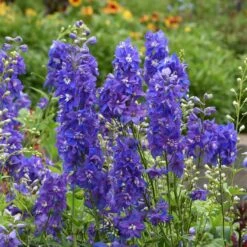 Delphinium Seeds - Dasante Blue Rare Cobalt Perennial Flower Spikes