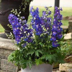 Delphinium Seeds - Dasante Blue Rare Cobalt Perennial Flower Spikes -Eden Brothers Shop delphinium dasante blue bal 3