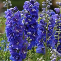 Delphinium Seeds - Dasante Blue Rare Cobalt Perennial Flower Spikes -Eden Brothers Shop delphinium dasante blue bal 5