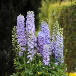 Guardian Lavender Delphinium Flower Seeds - Double Lavender & Blue Garden Spires