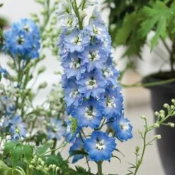 Premium Light Blue Dwarf Delphinium Seeds - White Bee Variety for Containers and Gardens