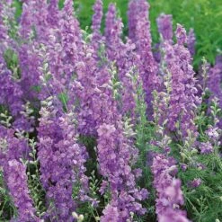 Lilac Spire Delphinium Seeds: Premium Tall Purple Larkspur for Garden Borders