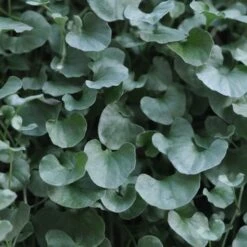 Dichondra Seeds - Silver Falls 8 Dichondra Seeds - Silver Falls -Eden Brothers Shop dichondra silver falls bal 4