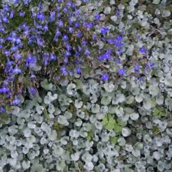 Dichondra Seeds - Silver Falls 9 Dichondra Seeds - Silver Falls -Eden Brothers Shop dichondra silver falls shk 2