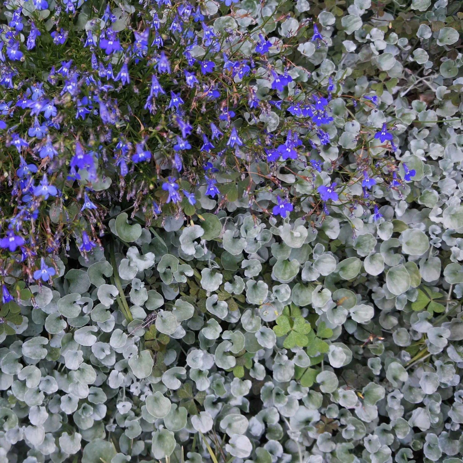Dichondra Seeds - Silver Falls 5 Dichondra Seeds - Silver Falls - Image 5